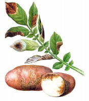 Фунгициды (от болезней)