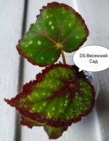 Бегонія DS-Весенний Сад