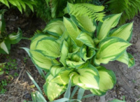 Хоста форчуна Альбопикта (Hosta fortunei Albopicta)