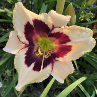 Лілійник Мунліт Маскарад (Moonlit Masquerade)