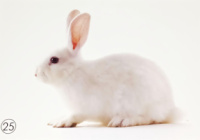 Тварини свійські з дитинчатами. Птахи свійські. Тварини свійські. Міні картки односторонні. 27 шт.  8*12 см.