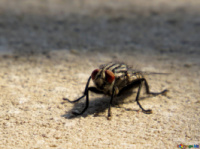 Флайол / FLYALL - для боротьби з комахами - мухи, оси, таргани