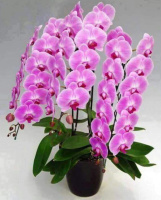 Доступні для відправки з 22 квітня 2026р. Naomi королівська рожева орхідея квіти 12 см 1.7 (торфстакан) є пошк