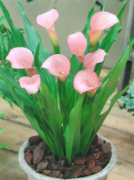 ​Калла Auckland