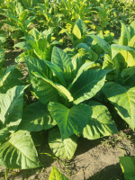 Сорт табака Дюбек