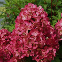 Гортензия метельчатая Вимс Ред (Hydrangea paniculata Wim's Red)