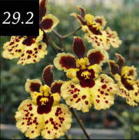 Tolumnia Jairak Firm 'Yellow'