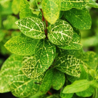 Жимолость (ліана) японська Variegata