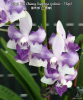 Підлітки орхідей від Міккі. Phal. Tzu Chiang Sapphire (peloric - 3 lips) Ціна дійсна для передзамовлення