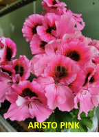 7. ARISTO PINK