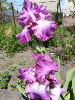 Ірис Лорілле (Lorilee)