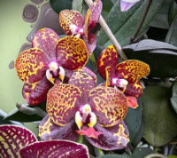 Phal Reyoung Lava 1.7 (мох)