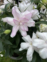 ​Лілія східна низька Sunny Double Bounty