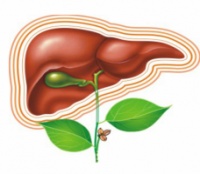 Препараты для восстановления печени