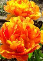Тюльпан махровий багатоквітковий Double Beauty of Apeldoorn ( Дабл Бьюті оф Апельдорн )