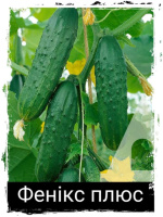 огірок Фенікс +