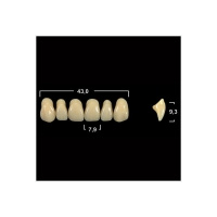 Акриловые зубы Tribos 501, фронт, верх - O31 В3