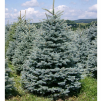 Ель колючая « Кейбаб » Picea Pungens Glauca « Kaibab »