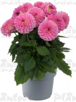 Георгин Maxi Pink Blast