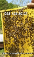 Бджолопакети Пчелопакеты Карпатской пчелы 2023 г с доставкой по Украине. Есть в наличии