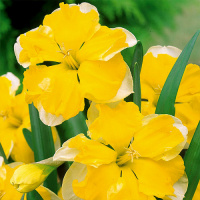 Нарцис Split Corona Chanterelle 2 шт.