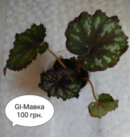 Бегонія GI-Мавка