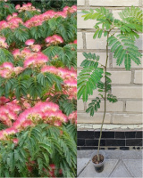 Альбиция ленкоранская 2-летка, высота 70-80 см, ЗКС