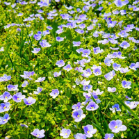 Вероніка ниткоподібна