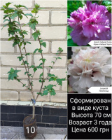 Гибискус древовидный мультипрививка из 2 сортов №10