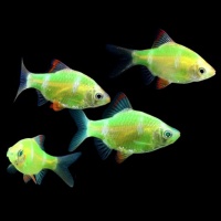 барбус кольти GloFish (Barbus tetrazona GLOFISH)