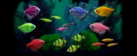 GloFish