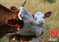 ​INPares Calving F ( інпарез калвінг Ф) - профілактика парезу для корів після отелу
