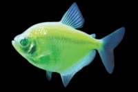 тернеция GloFish лазер (салатовая)