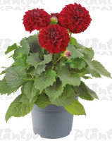 Георгин maxi Dark Red