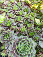 Молодило “Mount Usher” (Sempervivum ‘Mount Usher’)