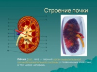 Препараты для почек и мочевыводящих путей