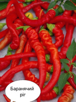 Перець гострий Баранячий ріг