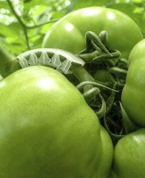 Кистедержатель (гибкий) для растений Hortico, дуга HMR 5.5мм. 250шт.