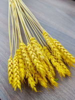 Пшениця безвуса жовта
