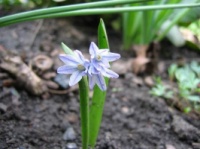 Пушкиния гиацинтовидная Puschkinia hyacinthoides