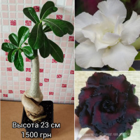 Адениум мультипрививка №2