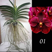 Vanda Kulwadee Fragrance × Thong Chai, Red No. 25