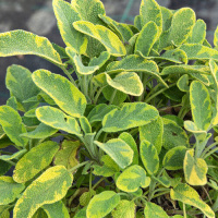 Шавлія “Icterina” (Salvia officinalis ‘Icterina’)