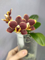 Доступні для відправки з 22 квітня 2026р. Papageno 1.7 (торфстакан)