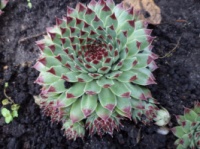 Молодило Sempervivum calcareum