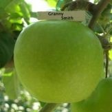 Яблуня «Гренні Сміт»