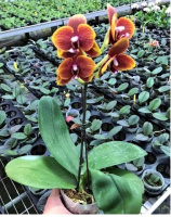 Phal Sunflower 1.7 (мох)