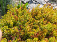 Очиток отогнутый (Sedum reflexum) Ангелина