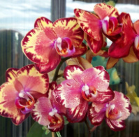 Phal Chian Xen Phoenix 1.7 (мох) ПРИЇЗД В ЧЕРВНІ