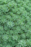 Седум Thundercloud